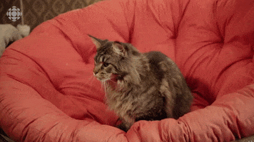 TallBoyz cat comedy kitty weed GIF