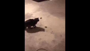 Heh GIF
