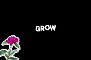 Amy Boyle Photography GIF