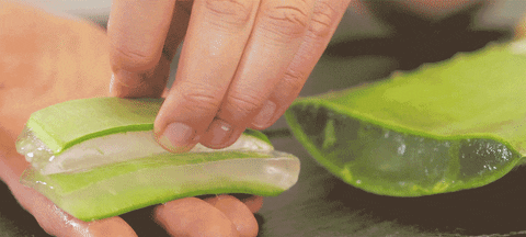 Aloes-gel GIFs - Get the best GIF on GIPHY