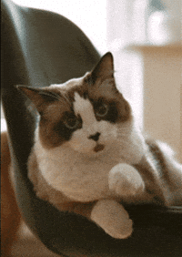 Cat-meme GIFs - Get the best GIF on GIPHY