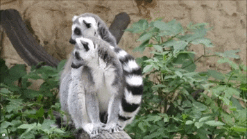Animal GIF