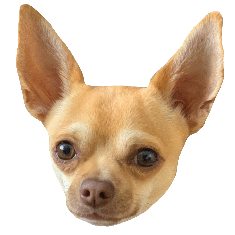Dog Chihuahua Sticker for iOS & Android | GIPHY