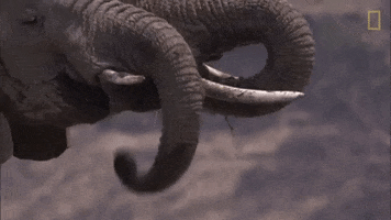 elephant GIF by Nat Geo Wild