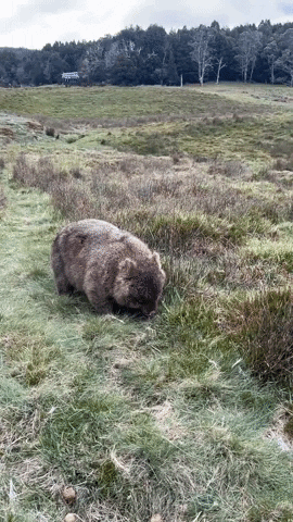 Funny Animals Wombat GIF by Storyful