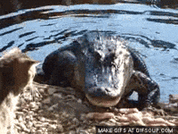 Crocodile-in-river GIFs - Get the best GIF on GIPHY Crocodile-in-river GIFs - Get the best GIF on GIPHY