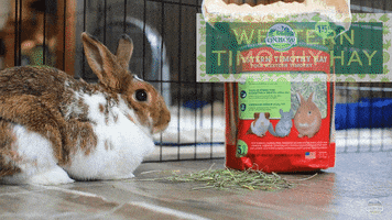 GIF by Oxbow Animal Health