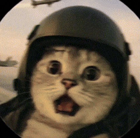 Pilot Cat GIF
