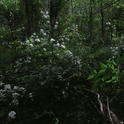 Flower GIF by Trevor Anderson