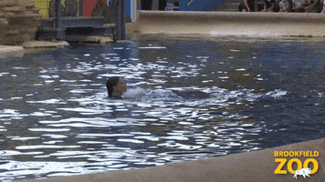 Dolphins Cute Animals GIF by Brookfield Zoo