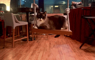Kitty Swing GIF by TheVoterParty