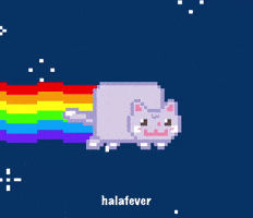 Choi San Cat GIF