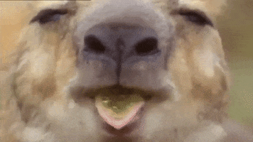 chewing kangaroo GIF by Nat Geo Wild