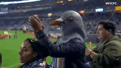 Pigeon GIF by NYCFC