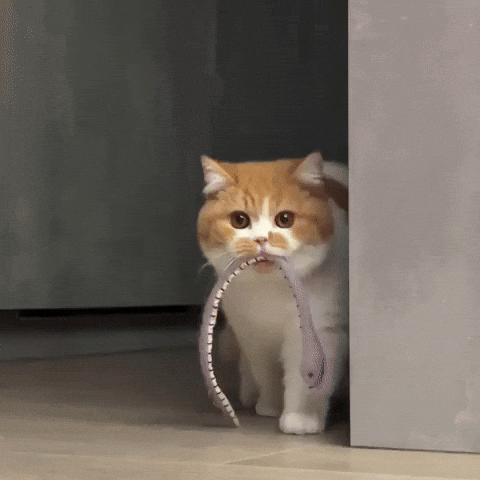 Cat Kitty GIF
