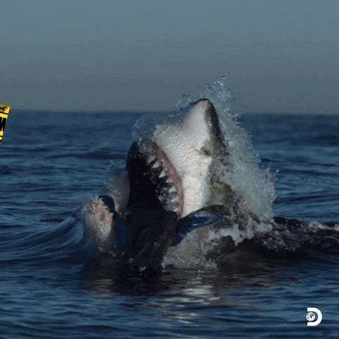 Discovery Channel Danger GIF by Shark Week