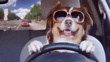 Trovelle GIF