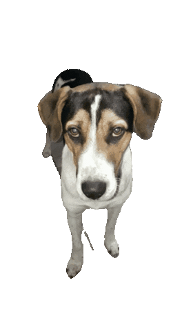 joyeriaojedapacheco Sticker