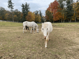 GIF by YMCA Camp Eberhart