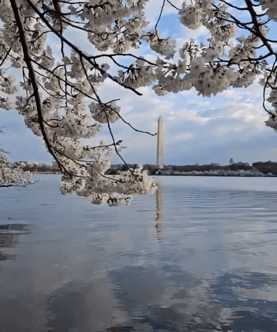 Soak Cherry Blossoms GIF by Storyful