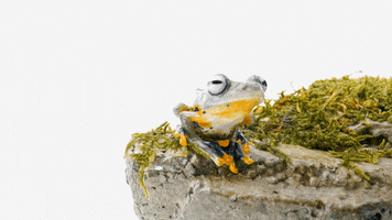 Frog Toad GIF by TELUS