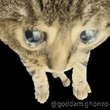 Sad Cat GIF