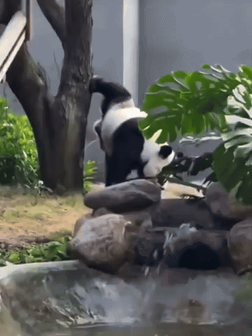 Animal GIF