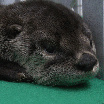 Tired River Otter GIF by Oregon Zoo