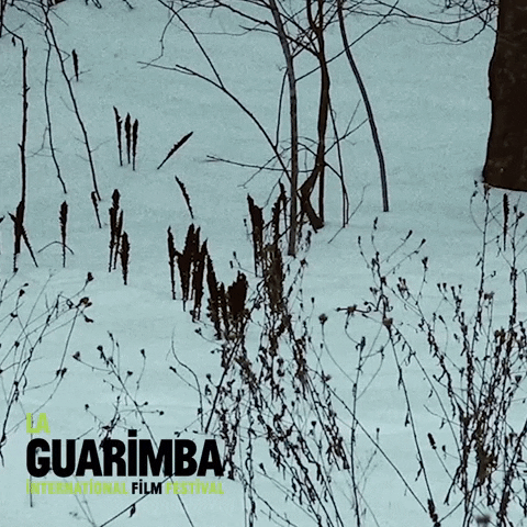 Suspicious Get Out GIF by La Guarimba Film Festival