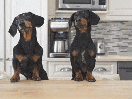 Crusoegifs hot cocoa dachshunds cute dachshunds GIF
