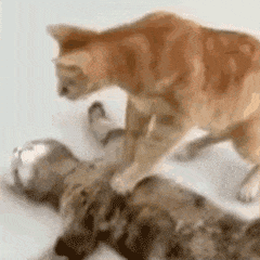 Cat GIF