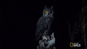 Owl GIF by Nat Geo Wild