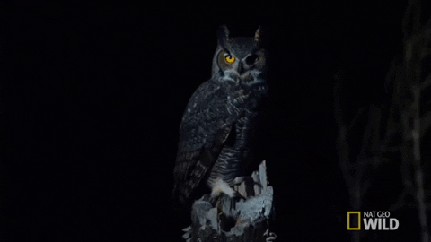Owl Gif By Nat Geo Wild Find Share On Giphy