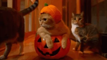 cat halloween halloween cat GIF