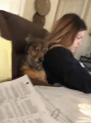 Featured image of post Confused Dog Meme Gif Updated daily for more funny memes check our homepage