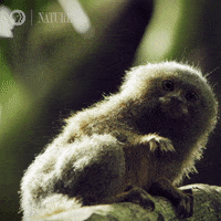 Scratch It Off Amazon GIF by Nature on PBS