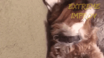 Cavalier King Charles Spaniel Dog GIF by Extreme Improv
