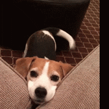 Video gif. A beagle puppy sinks its head in the corner of a couch, wagging its tail as if to say, "Play with me, please!"