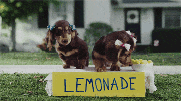 Cute Dachshund animated GIF