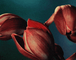 flowers blooming GIF by Global Entertainment