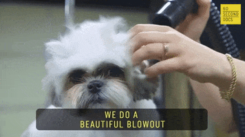 Grooming Blow Dry GIF by 60 Second Docs