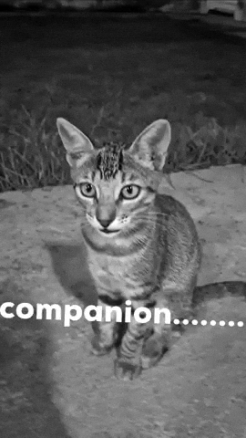 Son Companion GIF