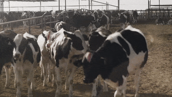 Vegan Cow GIF by NRDC