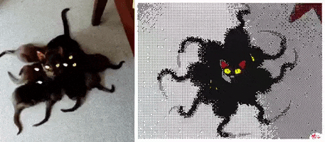 Cat GIF