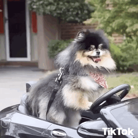 Dog Mercedes GIF by TikTok