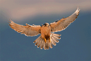 falcon GIF