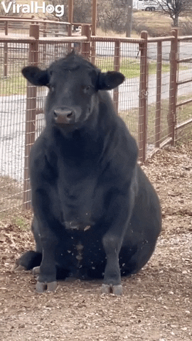 Black Angus Bull Takes A Seat GIF by ViralHog