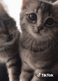 Chaton Gifs Get The Best Gif On Giphy Chaton Gifs Get The Best Gif On Giphy