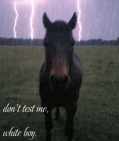 Horse Dont Test Me GIF