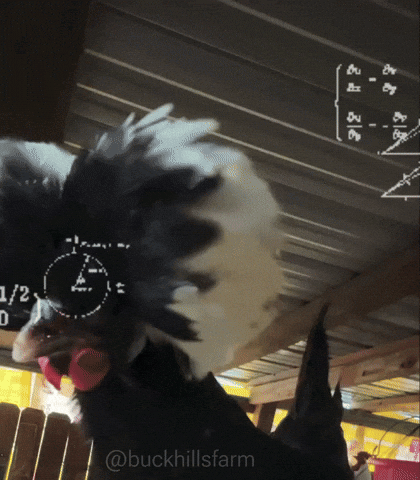 Math Calculating GIF by Buck Hills Farm